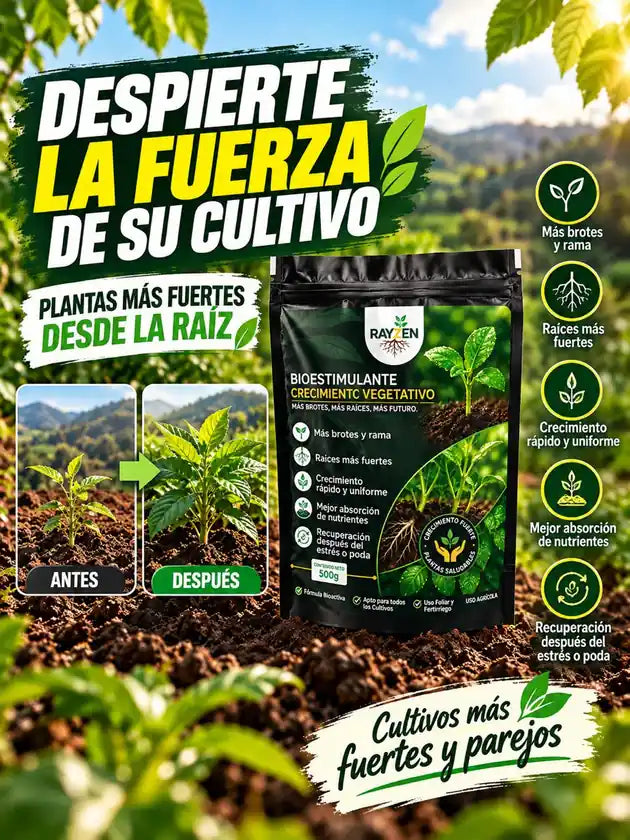 Despierte la fuerza de su cultivo: plantas más fuertes desde la raíz, con un antes y después de referencia y los beneficios de Rayzen Crecimiento Vegetativo.