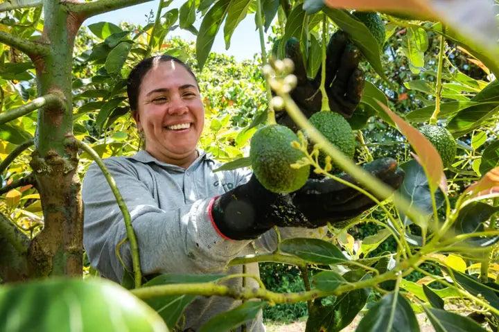 Agricultora junto a un árbol de aguacate cargado