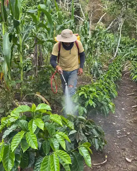 Agricultor aplicando con bomba de espalda en un cafetal