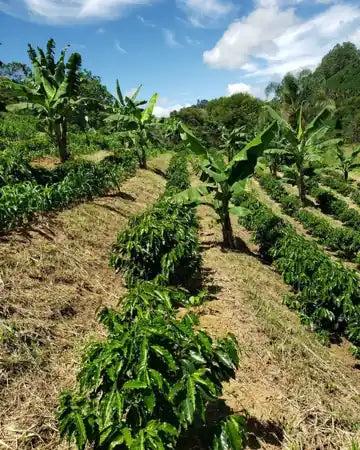 Lote de café joven creciendo